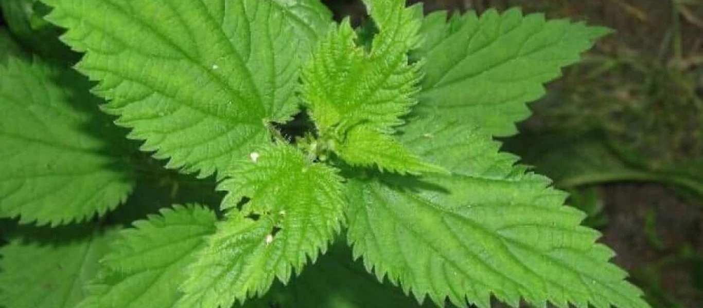 H φυτική θεραπεία από τον προστάτη